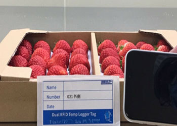 RFID La balise de capteur aide l'usine de fraises japonaises en matière de contrôle de la température